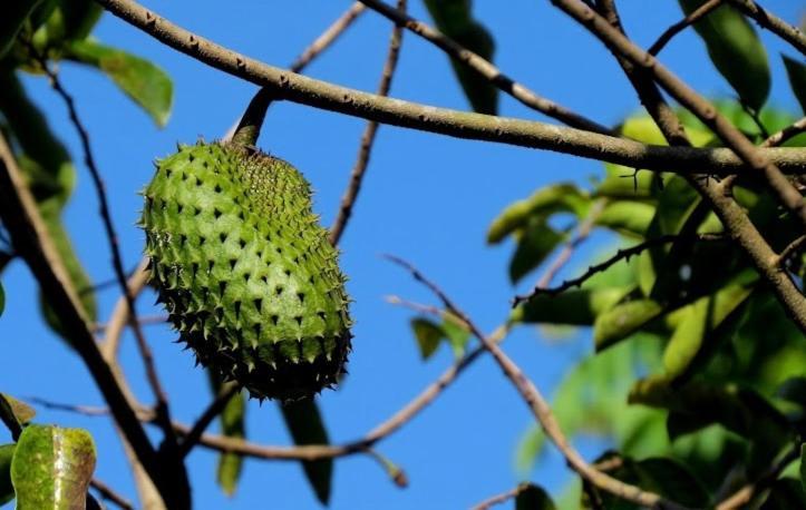 Hotel Befox Adventure La Fortuna Zewnętrze zdjęcie