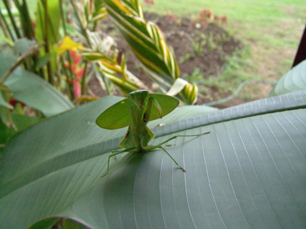 Hotel Befox Adventure La Fortuna Zewnętrze zdjęcie