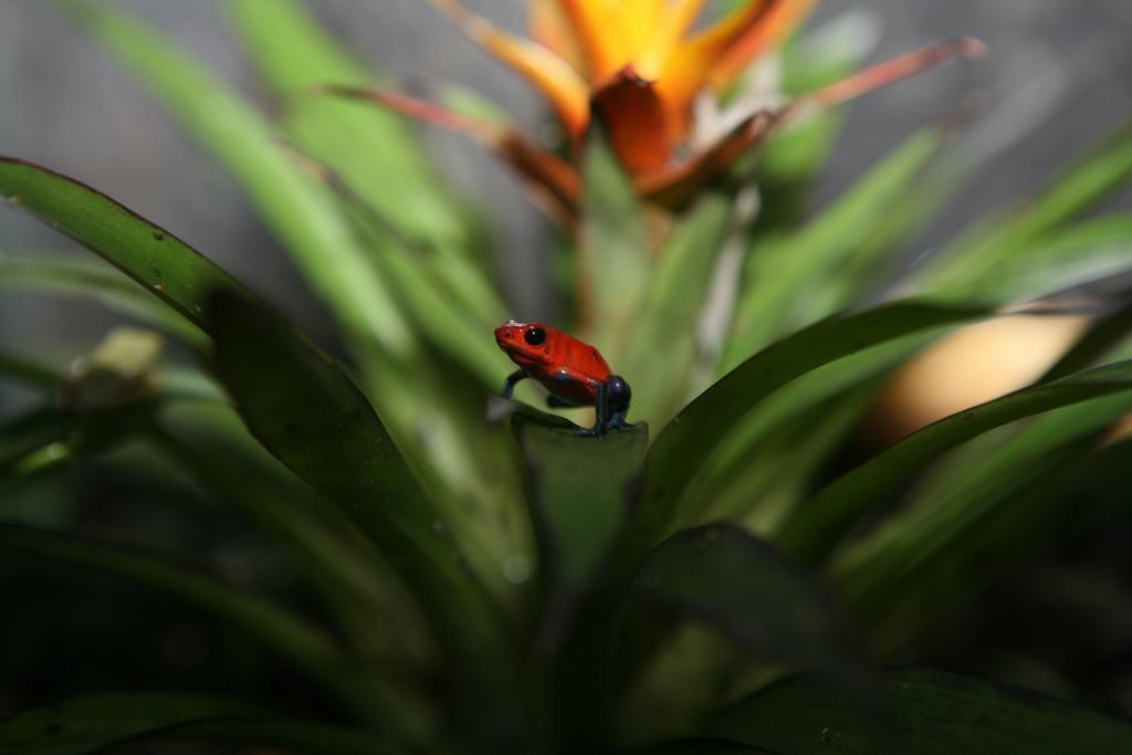 Hotel Befox Adventure La Fortuna Zewnętrze zdjęcie