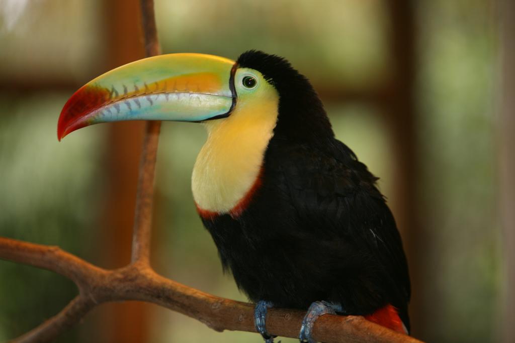 Hotel Befox Adventure La Fortuna Zewnętrze zdjęcie